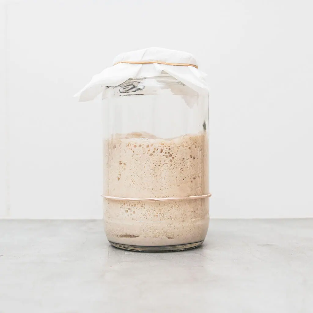 Photo of fresh starter rising